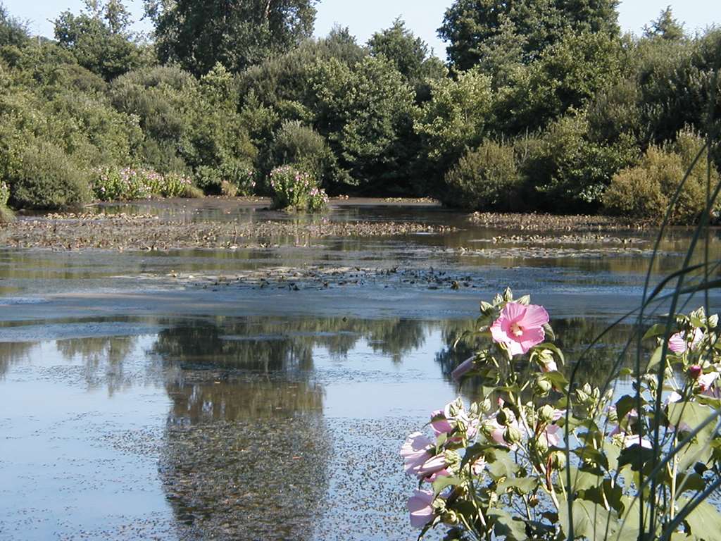 Hibiscus des marais, lac de Garros