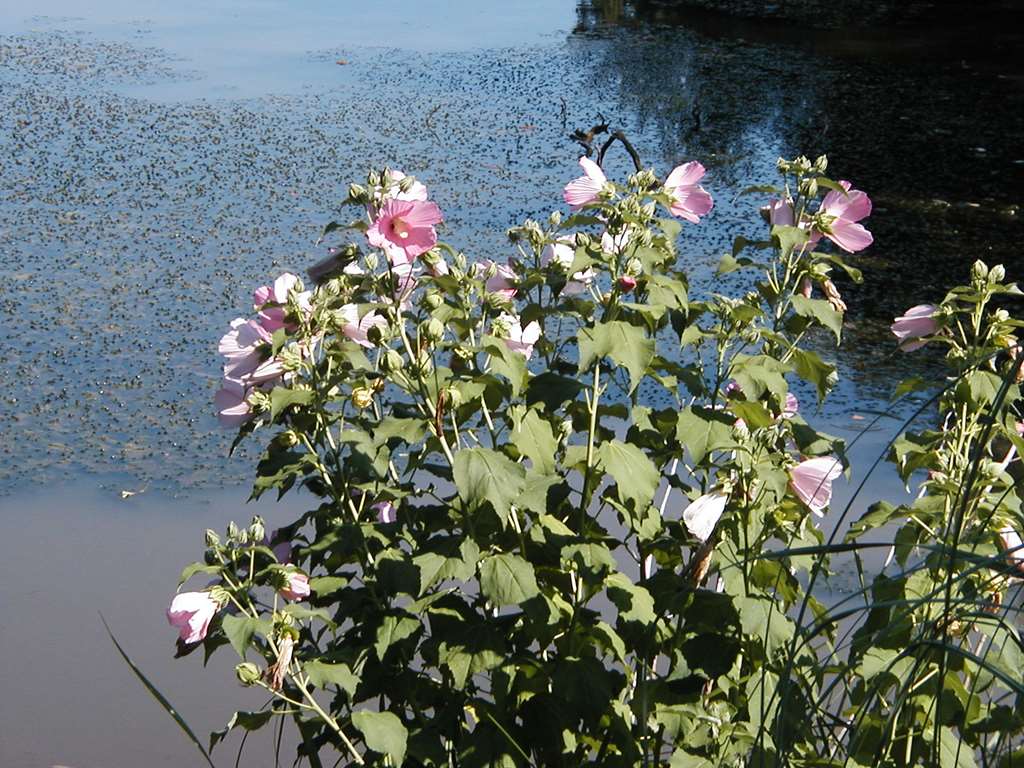 Hibiscus des marais, lac de Garros