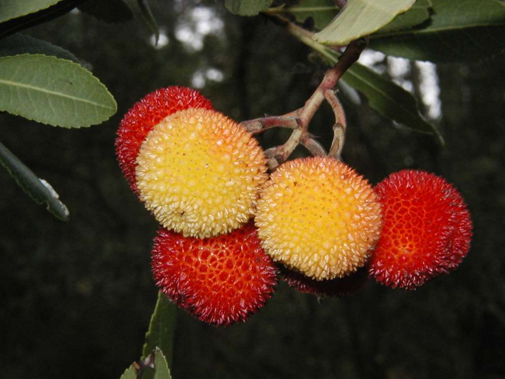 Arbousier, fruits